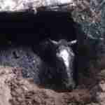 На Львівщині врятували коня, що потрапив до вигрібної ями (фото)