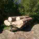 На Львівщині вилучили 50 колод незаконно зрізаної деревини (фото)