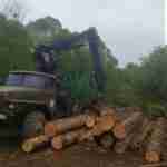 На Львівщині вилучили 50 колод незаконно зрізаної деревини (фото)
