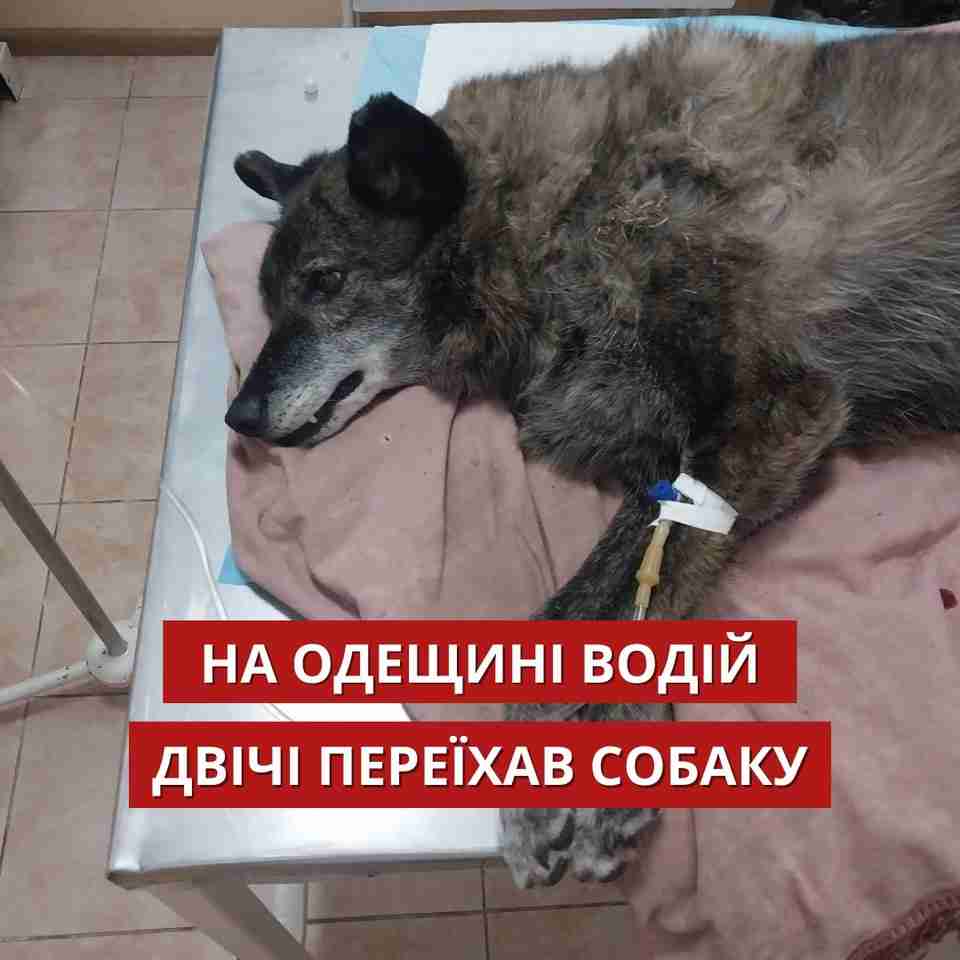 На Одещині водій двічі навмисно переїхав собаку, але поліція відмовилася складати протокол (ФОТО)