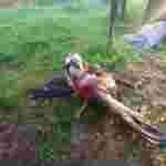 На Прикарпатті браконьєри вбили рідкісного червонокнижного птаха (ФОТО)