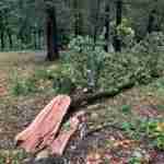 На Прикарпатті буревій поламав дерева та позривав дахи (фото)