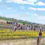 На Прикарпатті для відвідувачів відкрили тюльпанове поле (фото)