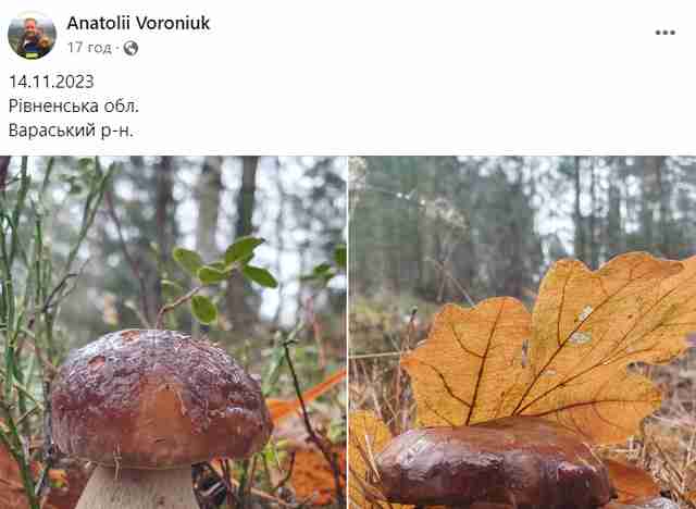 На Рівненщині у листопаді з’явилося аномально багато їстівних грибів великих розмірів (ФОТО, ВІДЕО)