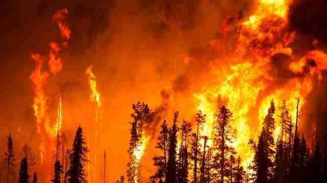 на росії горить понад 60 тис га лісу