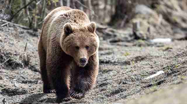 На росії ведмідь заліз у військовий намет з мобілізованими і вбив двох людей