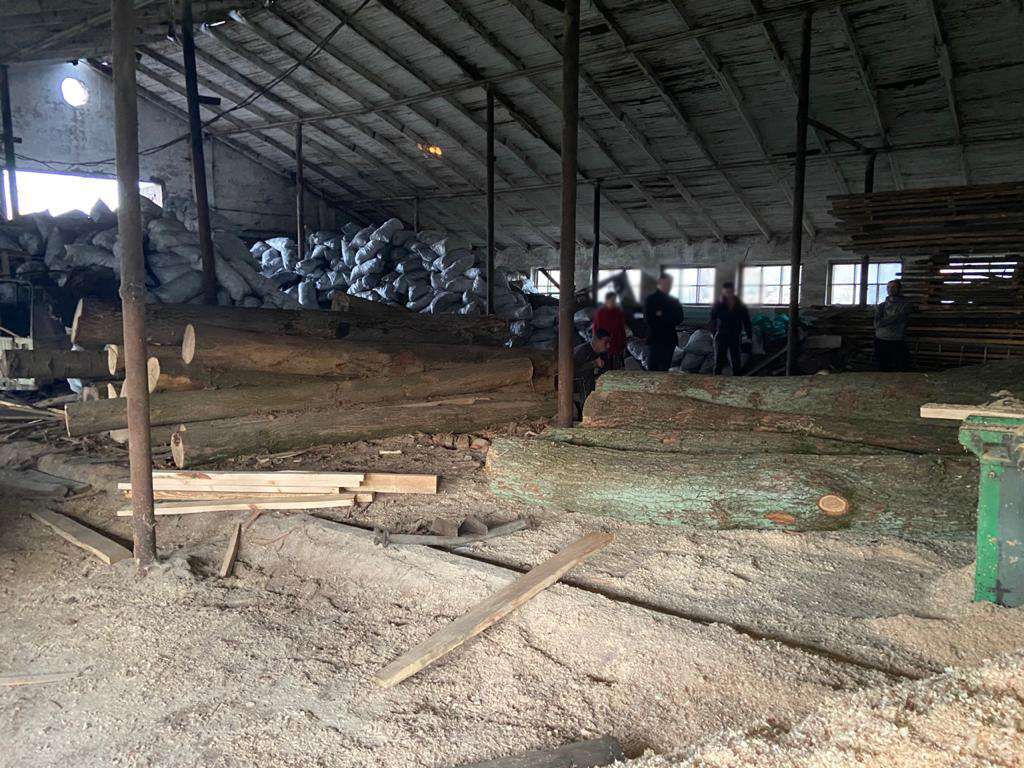 На Сокальщині викрили групу осіб, яка продавала незаконно зрубану деревину за кордон (фото)