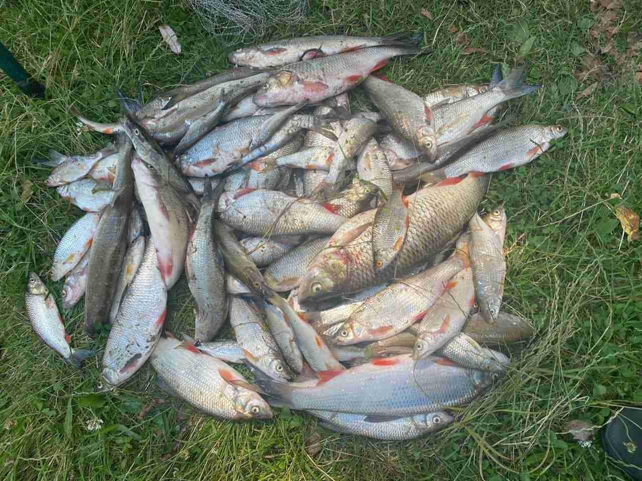 На Тернопільщині під час спеки риба вискакувала з гарячої річкової води і гинула на березі (ФОТО, ВІДЕО)