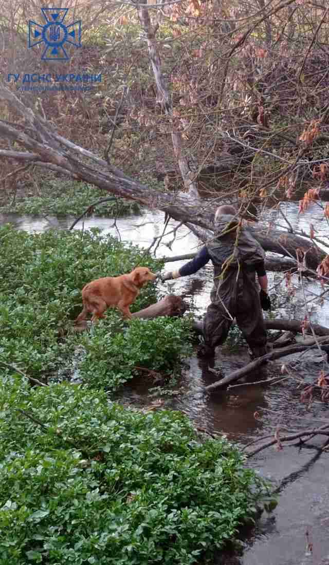 На Тернопільщині врятували собаку, яка шість діб просиділа на острівці посеред річки (ФОТО)