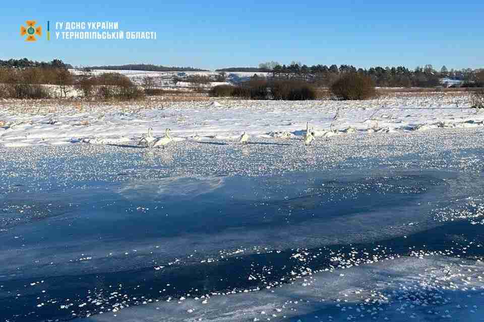 На Тернопільщині врятували зграю лебедів, які вмерзли в кригу (ФОТО)