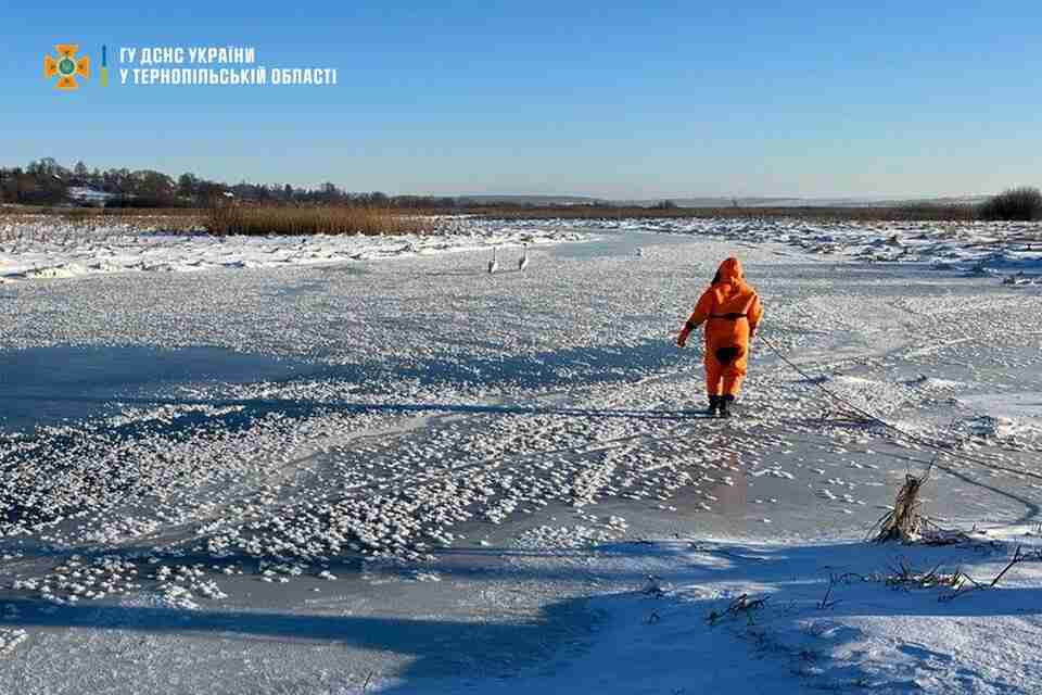 На Тернопільщині врятували зграю лебедів, які вмерзли в кригу (ФОТО)