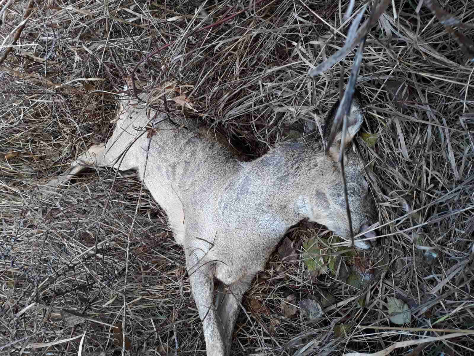 На Тернопільщині браконьєр незаконно вполював козулю (фото 18+)