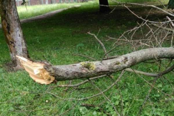На території Червоноградської лікарні на двох людей впало дерево (фото)