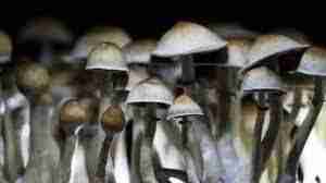 На трасі на трасі «Старокостянтинів - Немиренці» правоохоронці затримали молодика з галюциногенними грибами (ФОТО)