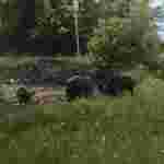 На Волині біля автобусної зупинки пасеться стадо диких кабанів (ФОТО, ВІДЕО)