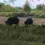 На Волині біля автобусної зупинки пасеться стадо диких кабанів (ФОТО, ВІДЕО)