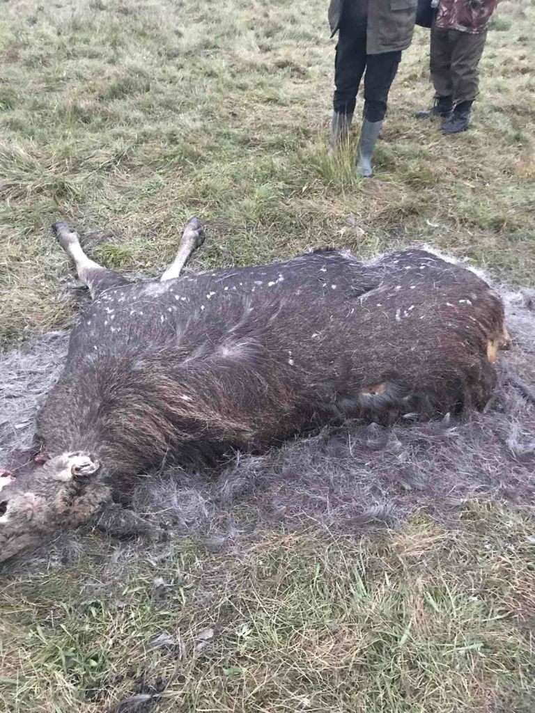 На Волині браконьєри вбили червонокнижного лося (фото)