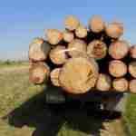 На Яворівщині виявили машину з нечіпованою деревиною (фото)