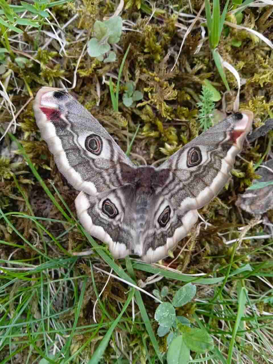 На Закарпатті на території парку «Синевир» зафіксували найбільшого метелика Європи (ФОТО)