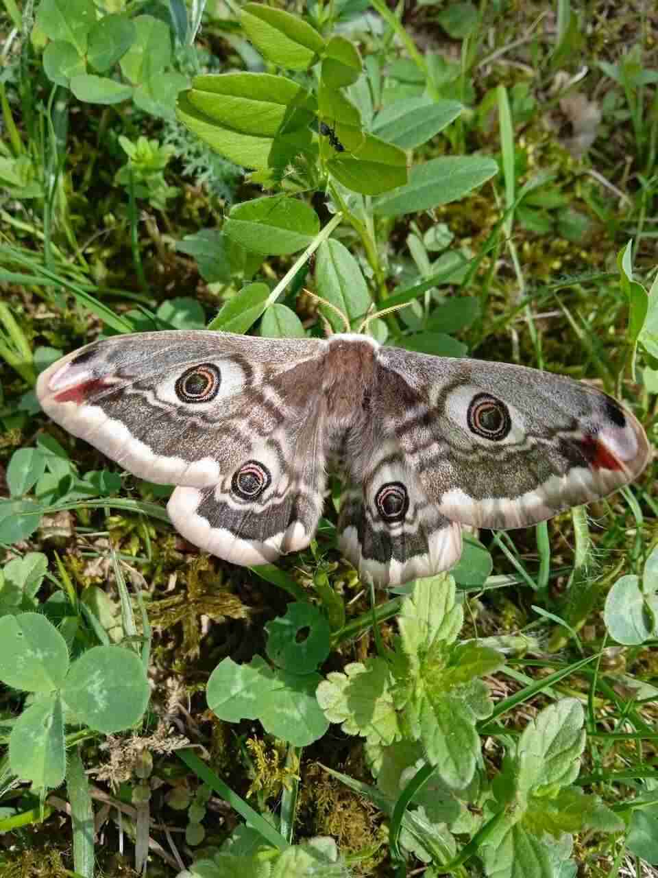 На Закарпатті на території парку «Синевир» зафіксували найбільшого метелика Європи (ФОТО)