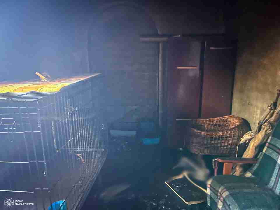 На Закарпатті під час пожежі у приватному притулку для тварин загинули 19 котів (ФОТО)