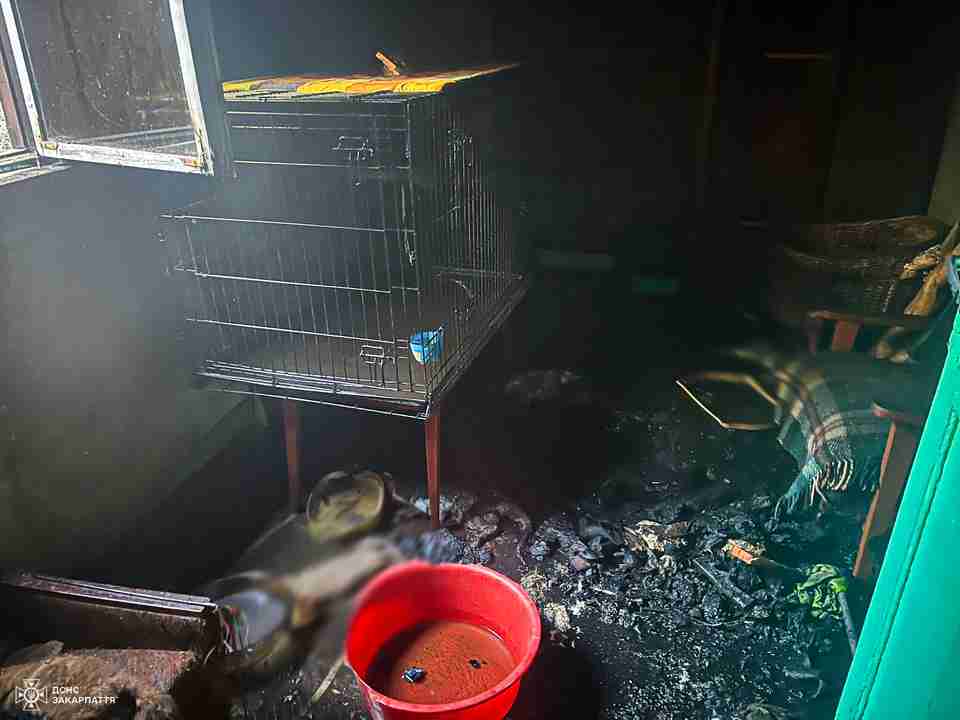 На Закарпатті під час пожежі у приватному притулку для тварин загинули 19 котів (ФОТО)