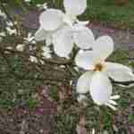 На жаль без відвідувачів: у Ботанічному саду показали на відео цвіт магнолій (відео, фото)