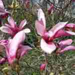 На жаль без відвідувачів: у Ботанічному саду показали на відео цвіт магнолій (відео, фото)