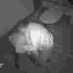 На Житомирщині поліцейський у відділку бив потерпілого по голові та у груди (фото)