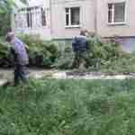 Наслідки негоди: у Львові сильний вітер повалив дерева (фото)