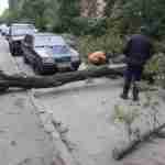 Наслідки негоди: у Львові сильний вітер повалив дерева (фото)