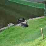 Не гидкі каченята: як виглядають малята чорних лебедів зі Стрийського парку (фото, відео)