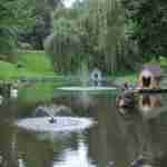 Не гидкі каченята: як виглядають малята чорних лебедів зі Стрийського парку (фото, відео)