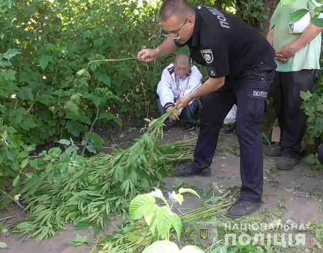 Незаконні посіви: на Стрийщині викрито правопорушника, який вирощував наркотики (ФОТО)