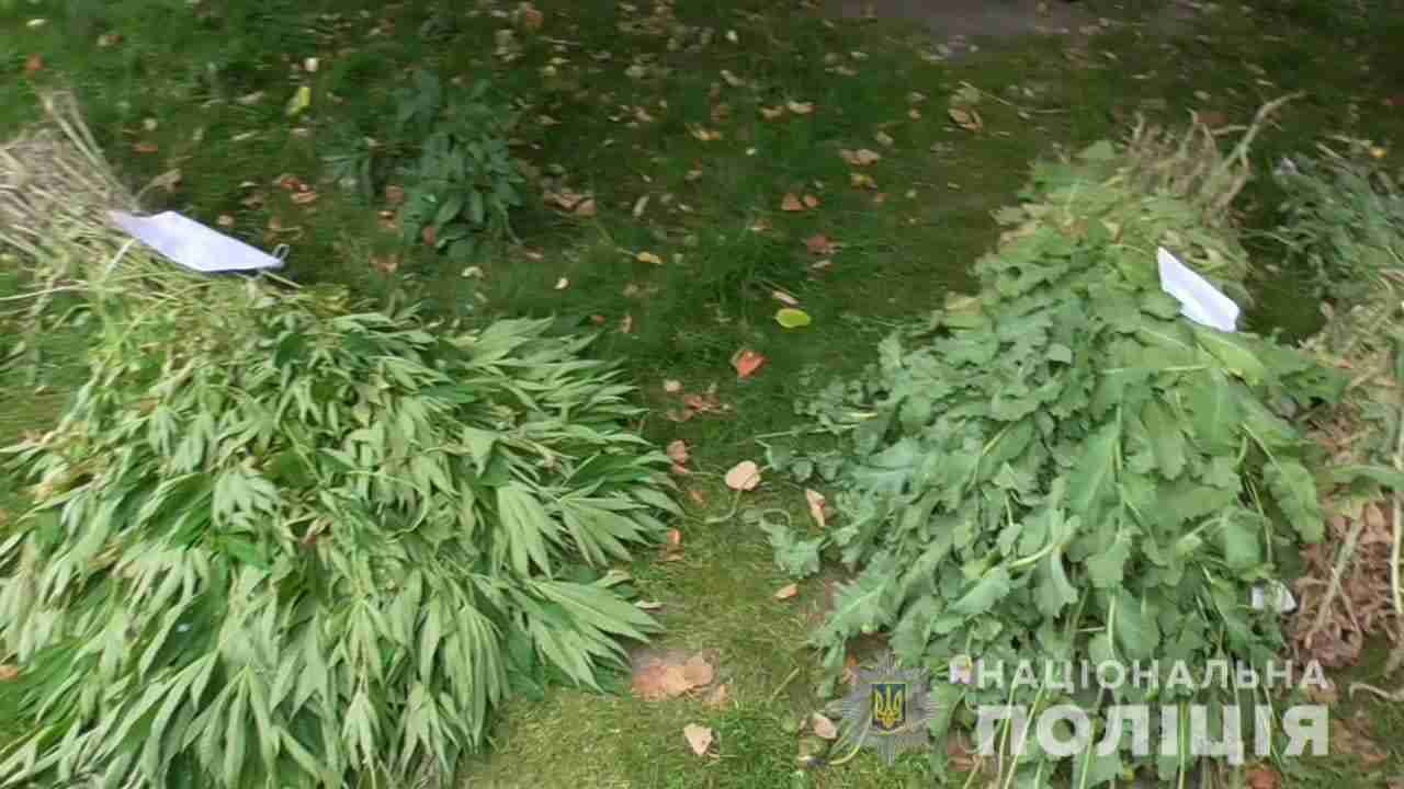 Незаконні посіви: на Стрийщині викрито правопорушника, який вирощував наркотики (ФОТО)