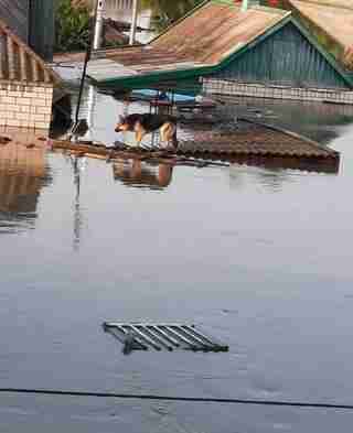 Окупанти не випускають жителів із затоплених Олешок: люди сидять на дахах і благають про порятунок (ФОТО, ВІДЕО)
