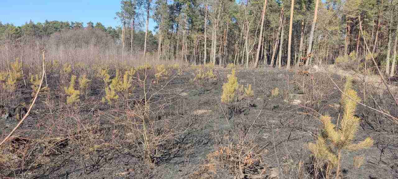 Палії знищили 10 гектарів лісу на Львівщині