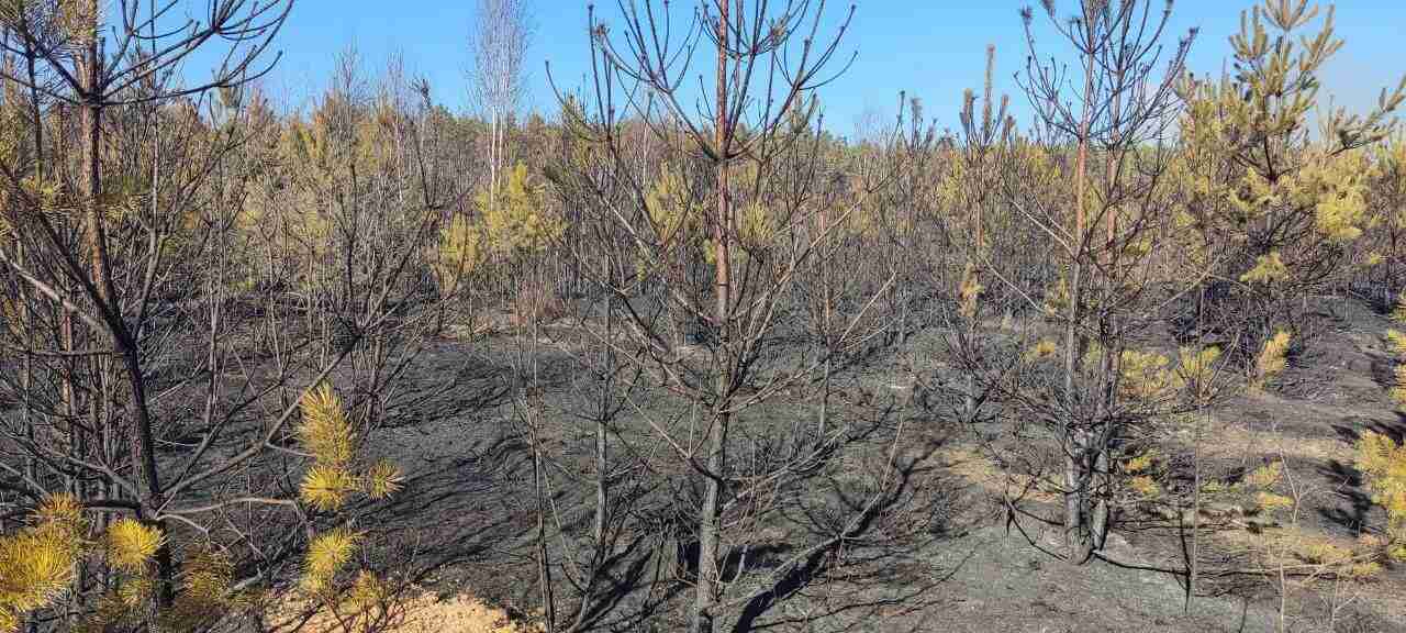 Палії знищили 10 гектарів лісу на Львівщині