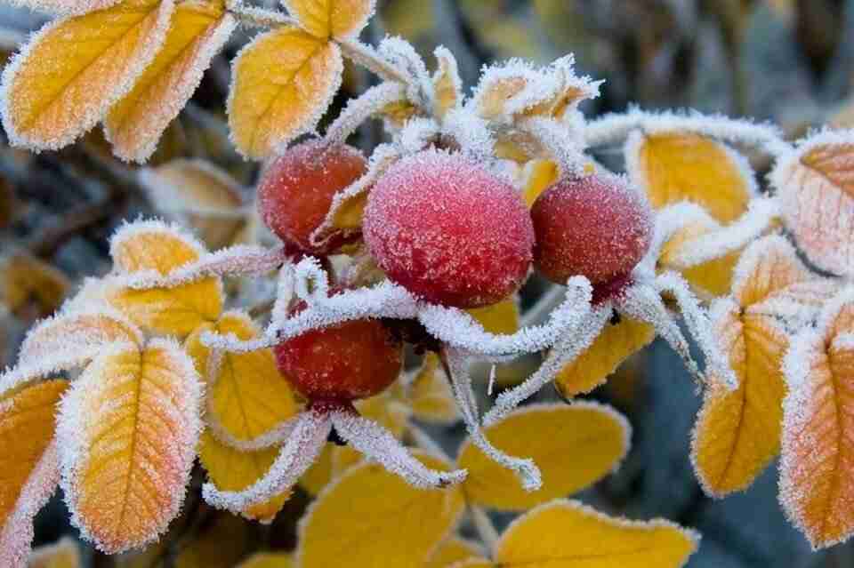 Перші сніжинки та заморозки: якою буде погода в Україні цього тижня