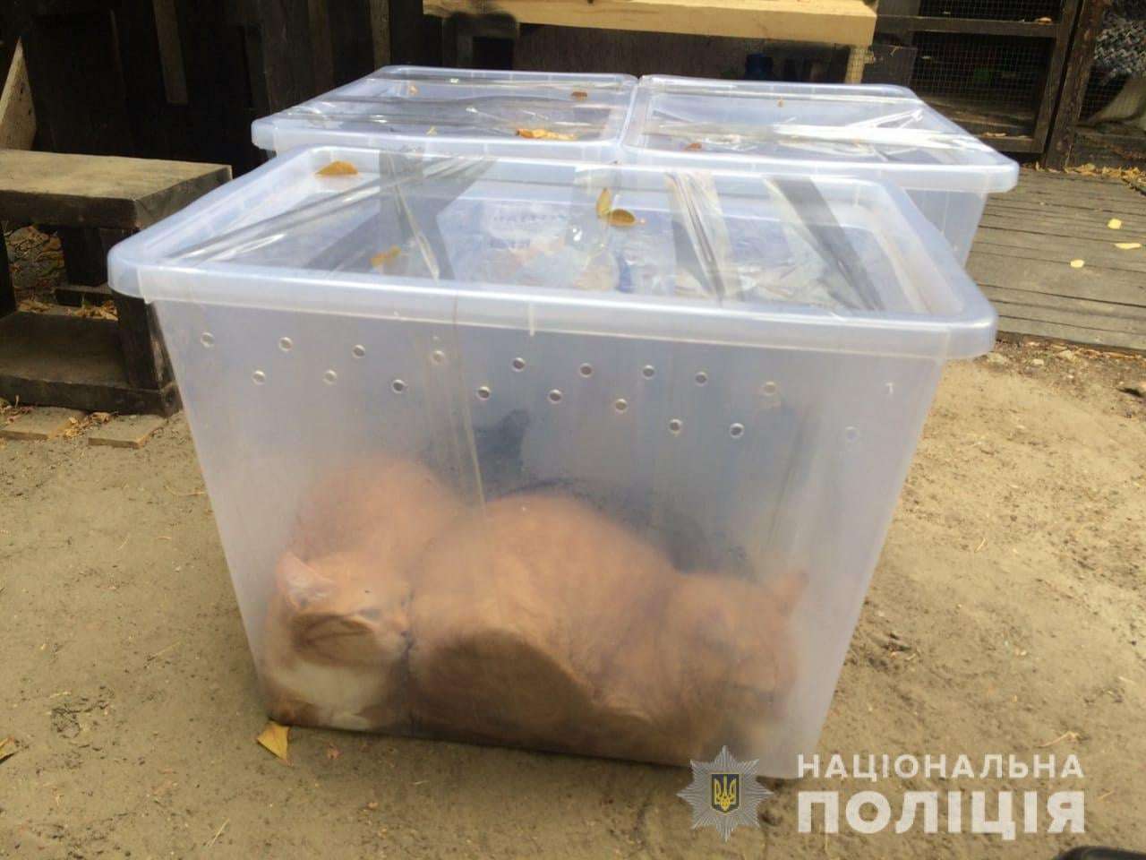 Поліція розшукує нелюдів, які залишили котів у пластикових контейнерах (фото)