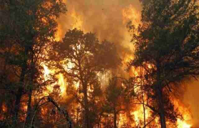 Пожежа лісу поблизу Чорнобильської зони: КМДА закликає не панікувати