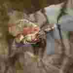 Природа оживає: у Стрийському парку зацвіли крокуси та підсніжники (фоторепортаж)