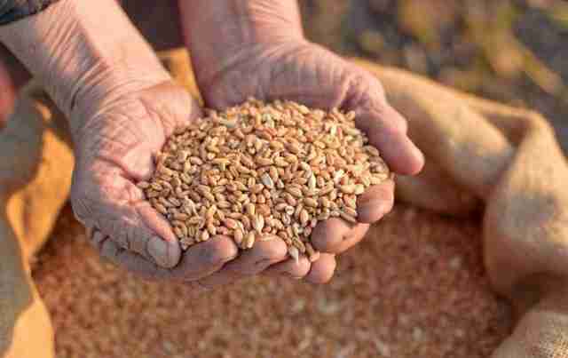 РФ продає вкрадене в Україні зерно, видаючи його за своє