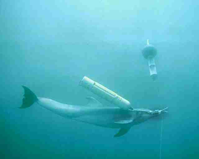 Росія почала використовувати бойових дельфінів