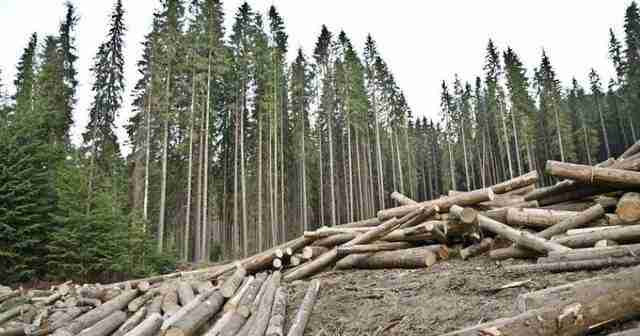 Розкрали ліс на майже 5 млн грн: на Львівщині повідомили про підозру керівникам військового лісництва