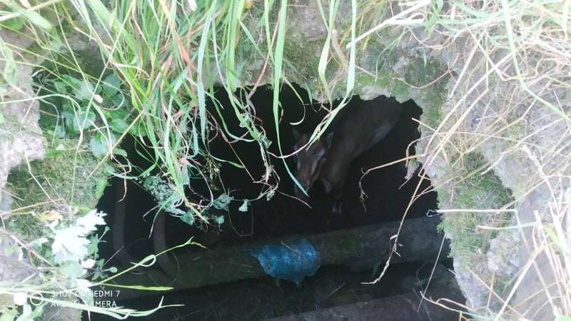 Рятувальники дістали козу, що впала в каналізаційний люк у Перемишлянах (фото)