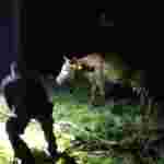 Рятувальники Львівщини врятували корову, яка впала у вигрібну яму (фото)