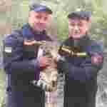 Рятувальники Одещини допомогли коту, який потрапив у халепу (фото)