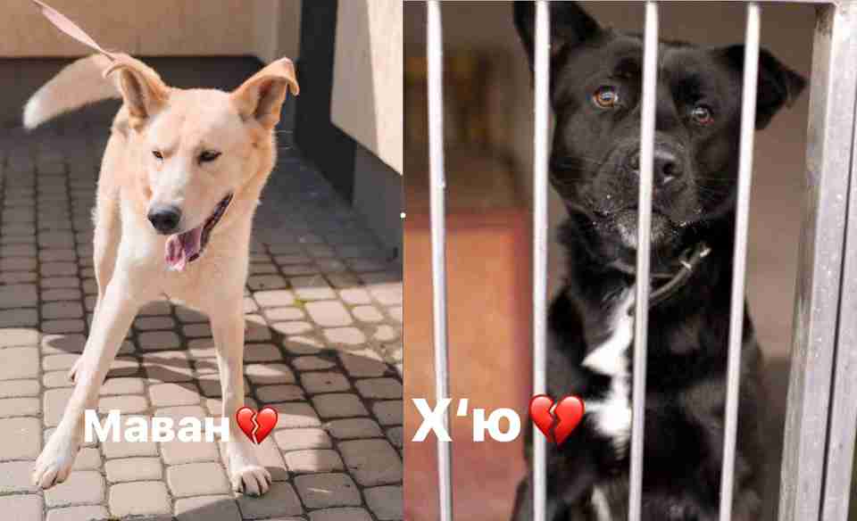 Скандал у ЛКП «Лев»: працівники провели  евтаназію двох здорових собак (ФОТО)