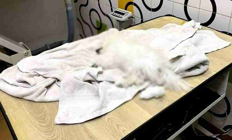 Смертельний грумінг: Власниця віддала цуценя на процедуру, натомість отримала мертву тваринку (ФОТО 18+)